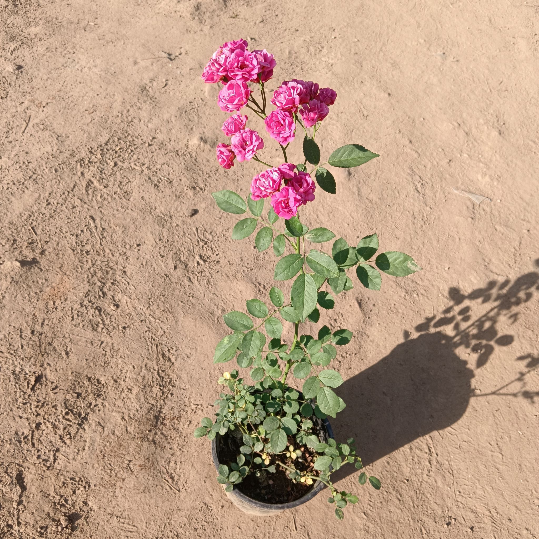 Miniature Rose (Any Colour) In 7 Inch Nursery bag