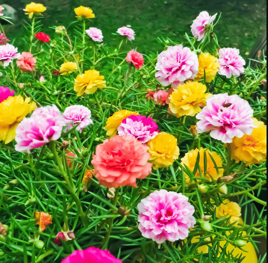 Buy Portulaca Double Mixed Seeds - Excellent Germination Online | Urvann.com Portulaca Mixed Seeds - Excellent Germination
