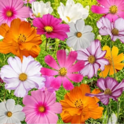 Cosmos Mixed Flower Seeds - Excellent Germination
