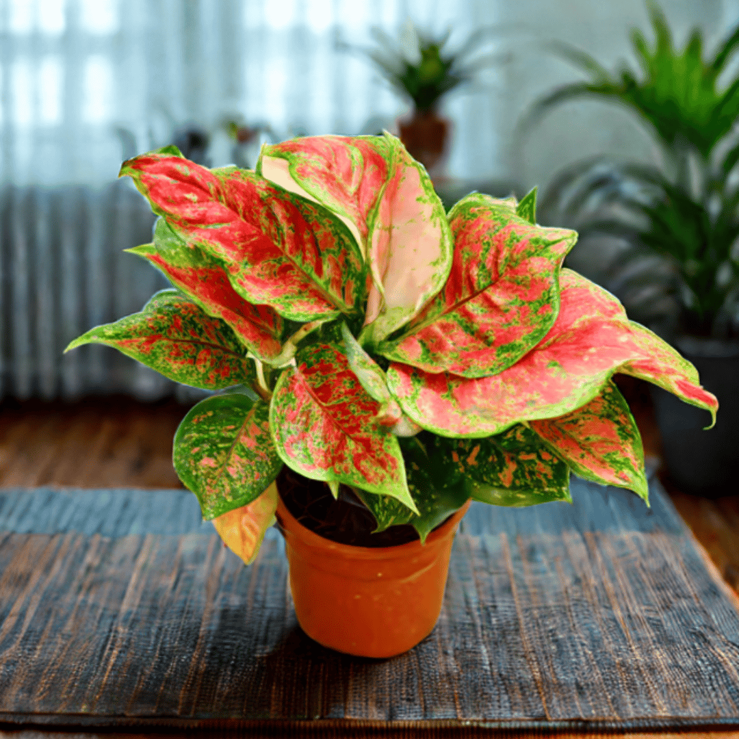 Aglaonema Red Ruby in 5 Inch Nursery Pot