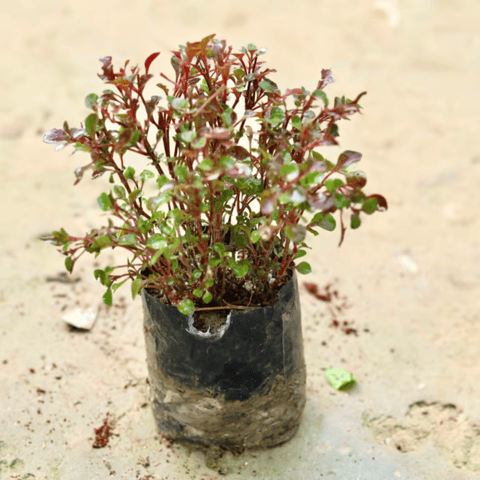 Alternanthera Red in 4 Inch Nursery Bag