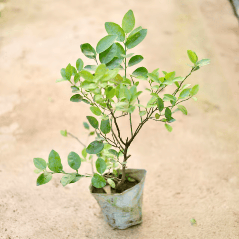 Nimboo / Lemon Plant (All Season) in 8 Inch Nursery Bag