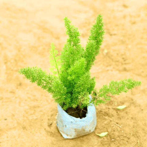 Asparagus Mary in 4 Inch Nursery Bag