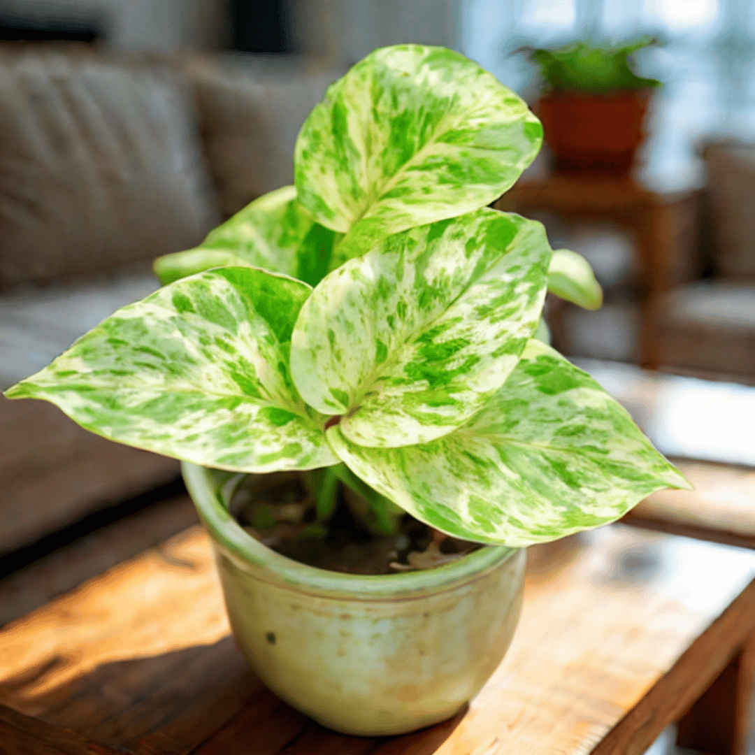 Money Plant Variegated in 4 Inch Nursery Pot