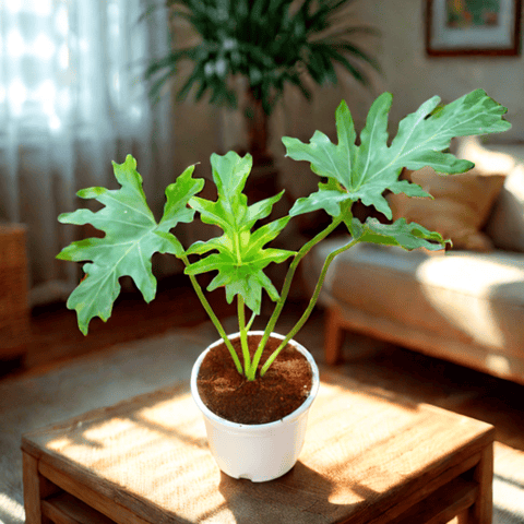 Philodendron Selloum in 6 Inch White Nursery Pot