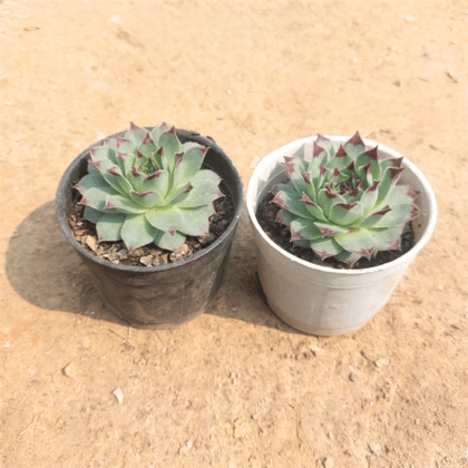Set of 2 - Laxman Kamal Succulent in 3 Inch Nursery Pot