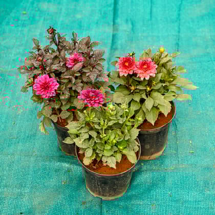 Buy Set of 3 - Dahlia (Any Colour) in 6 Inch Nursery Pot Online | Urvann.com