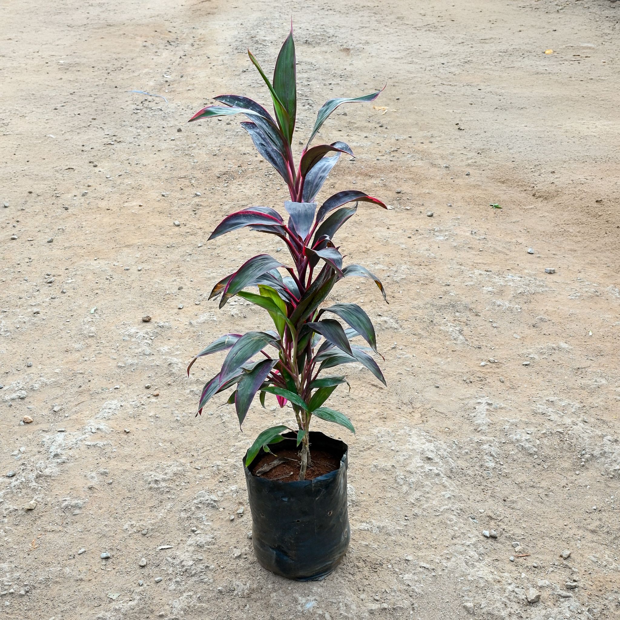 Dracaena Ruby (2.5 Ft) in 10 Inch Nursery bag