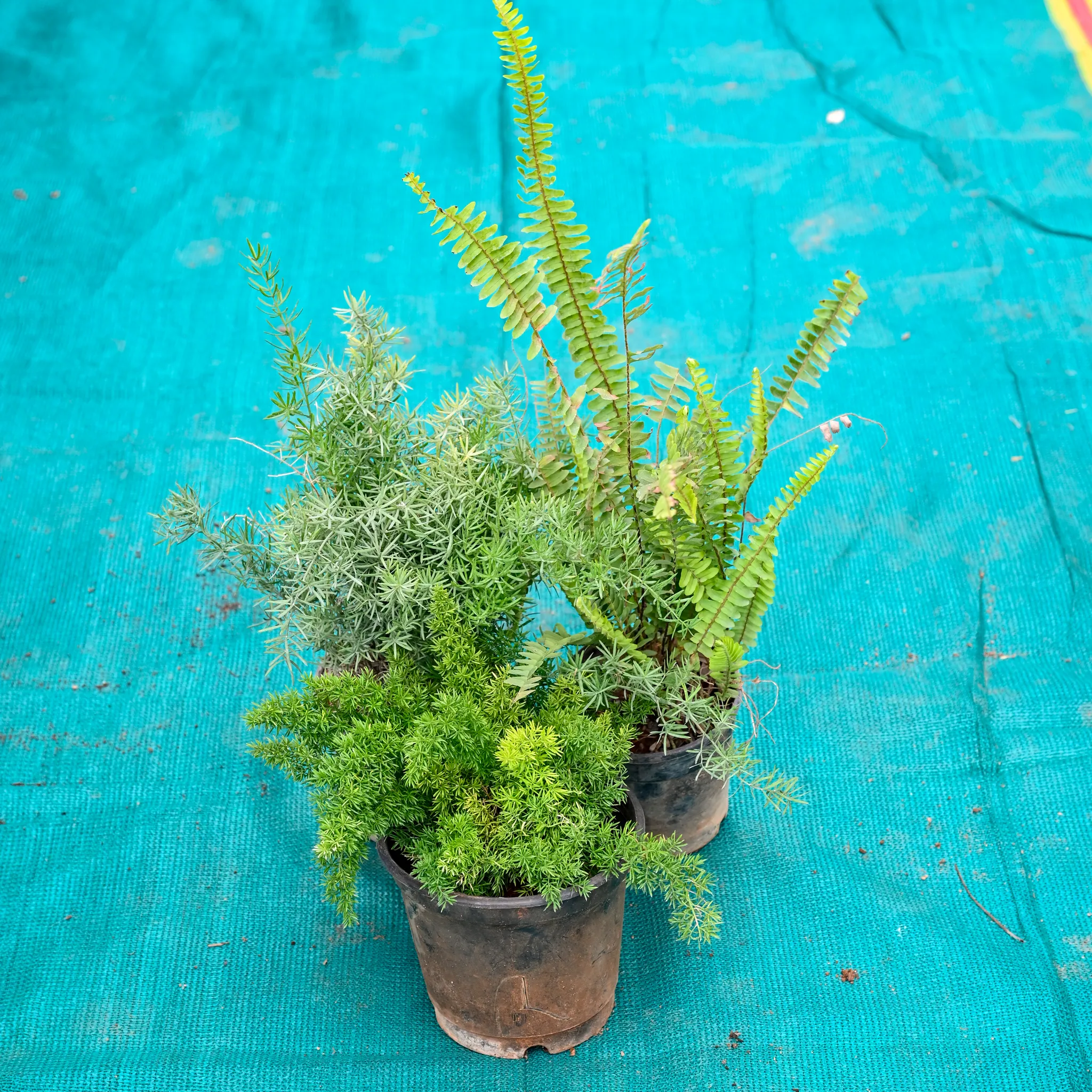 Set of 3 - Asparagus, Mayuri Plant & Fern Green in 5 Inch Nursery Pot