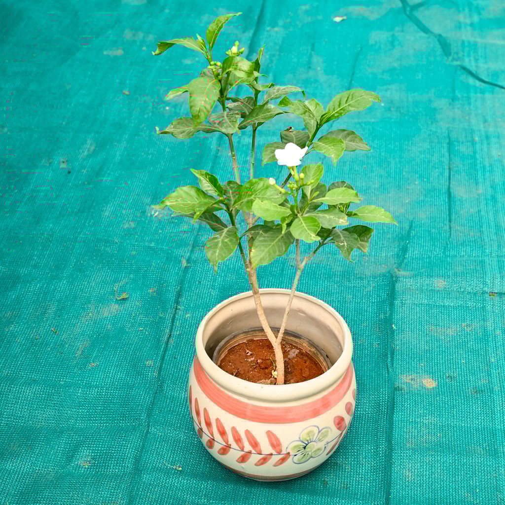 Buy Chandni in 7 Inch Premium Round Ceramic Pot (Any Colour) Online | Urvann.com Chandni in 7 Inch Premium Round Ceramic Pot (Any Colour)