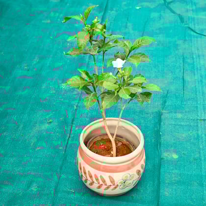 Buy Chandni in 7 Inch Premium Round Ceramic Pot (Any Colour) Online | Urvann.com