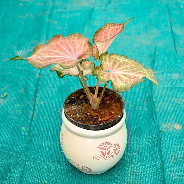 Caladium / Heart Of Jesus in 5 Inch Premium Round Ceramic Pot (Any Colour)