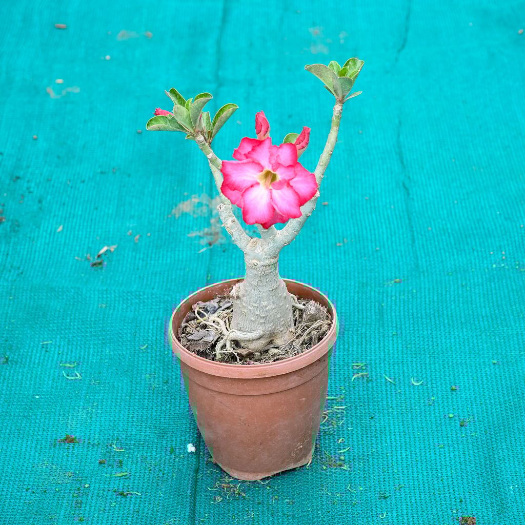 Buy Adenium Pink in 4 Inch Nursery Pot Online | Urvann.com Adenium Pink in 4 Inch Nursery Pot