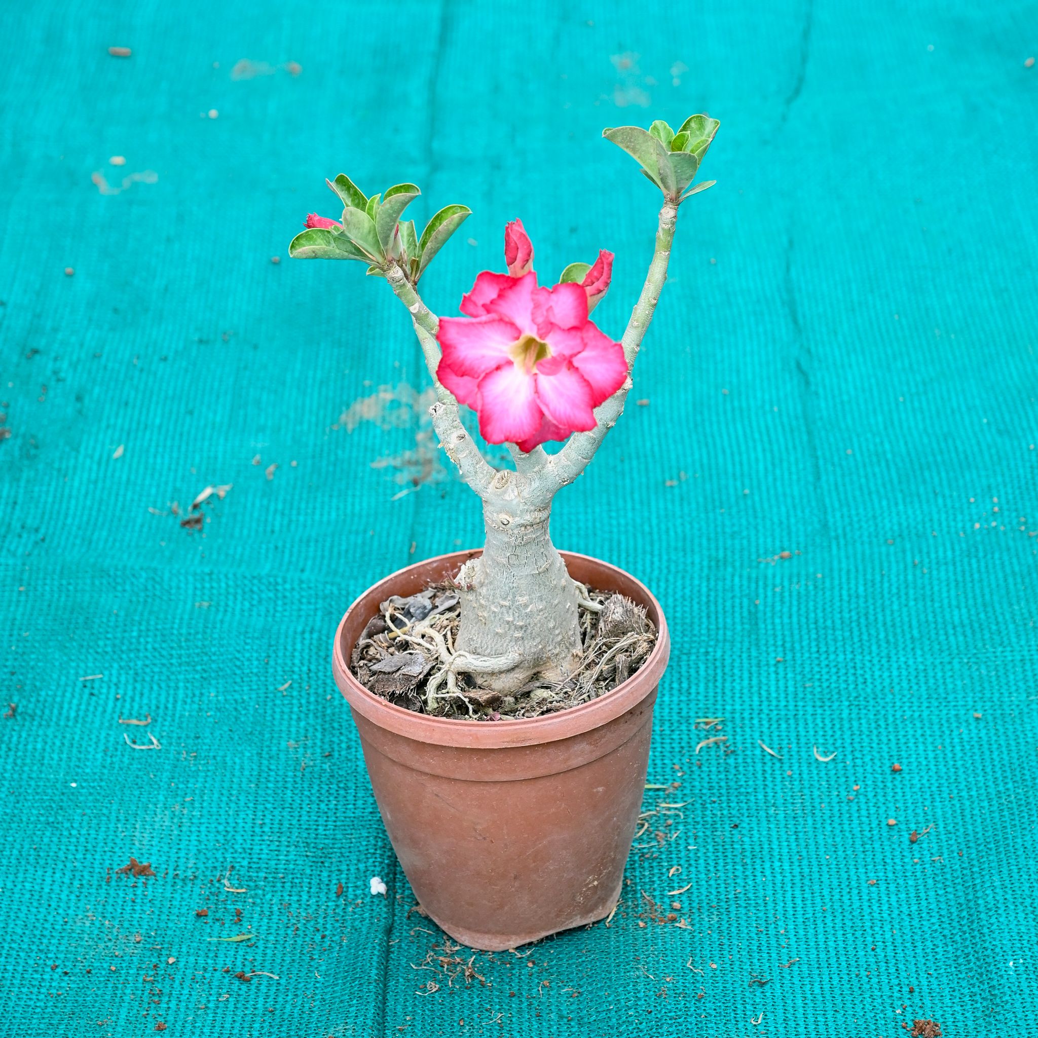 Adenium Pink in 4 Inch Nursery Pot