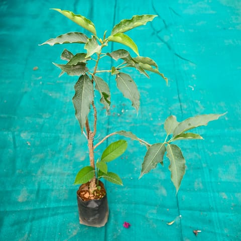 Champa Plant in 6 Inch Nursery bag