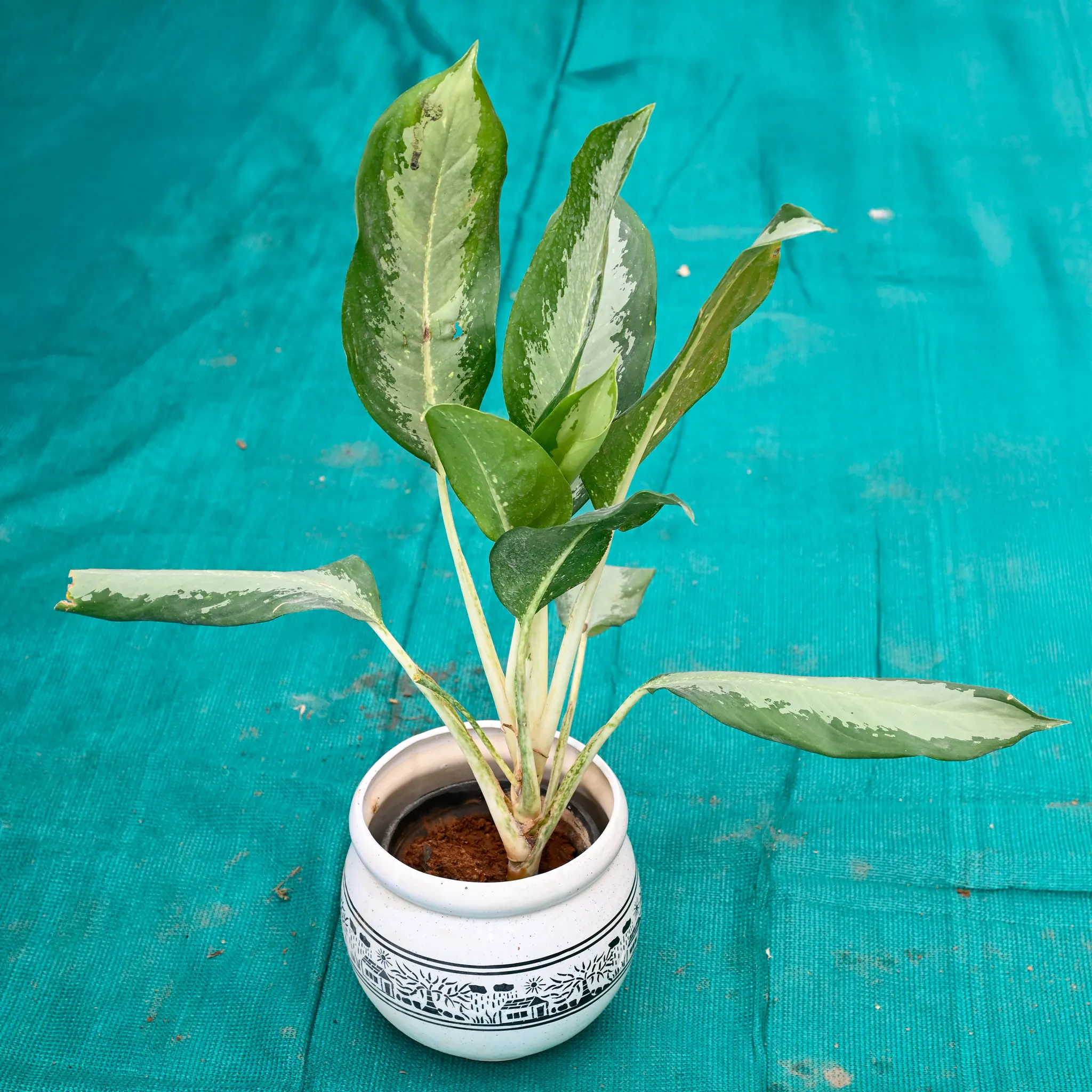 Aglaonema Green in 7 Inch Premium Round Ceramic Pot (Any Colour)
