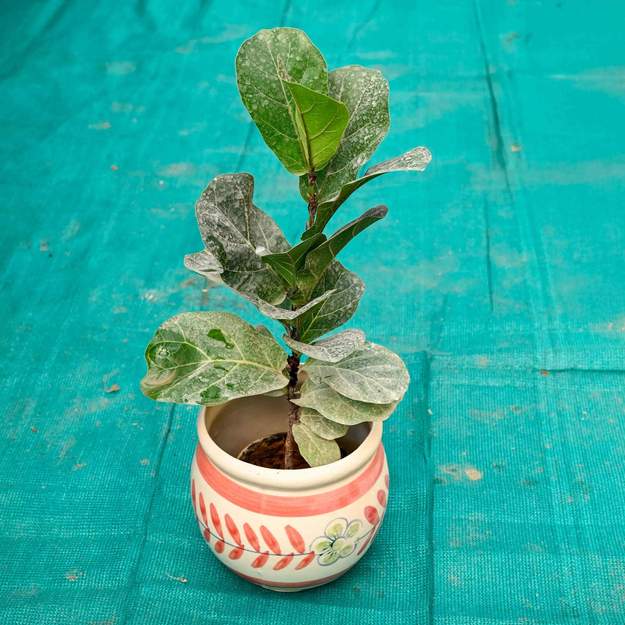 Fiddle Leaf in 7 Inch Premium Round Ceramic Pot (Any Colour)