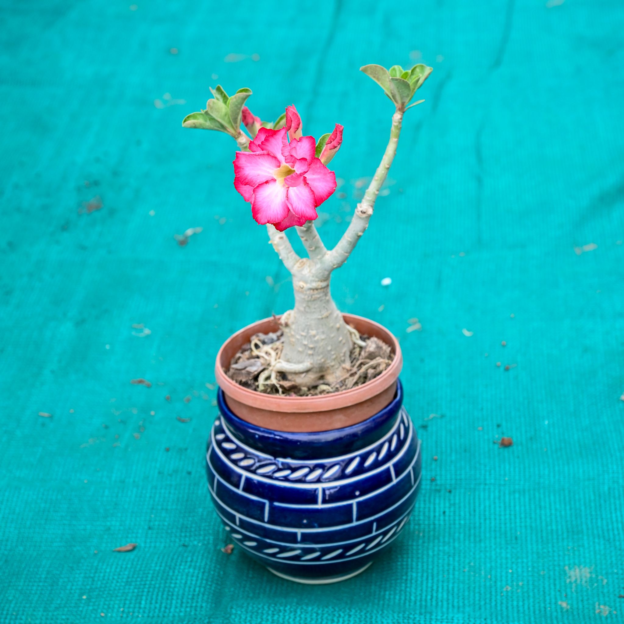 Adenium in 5 Inch Premium Round Ceramic Pot (Any Colour)
