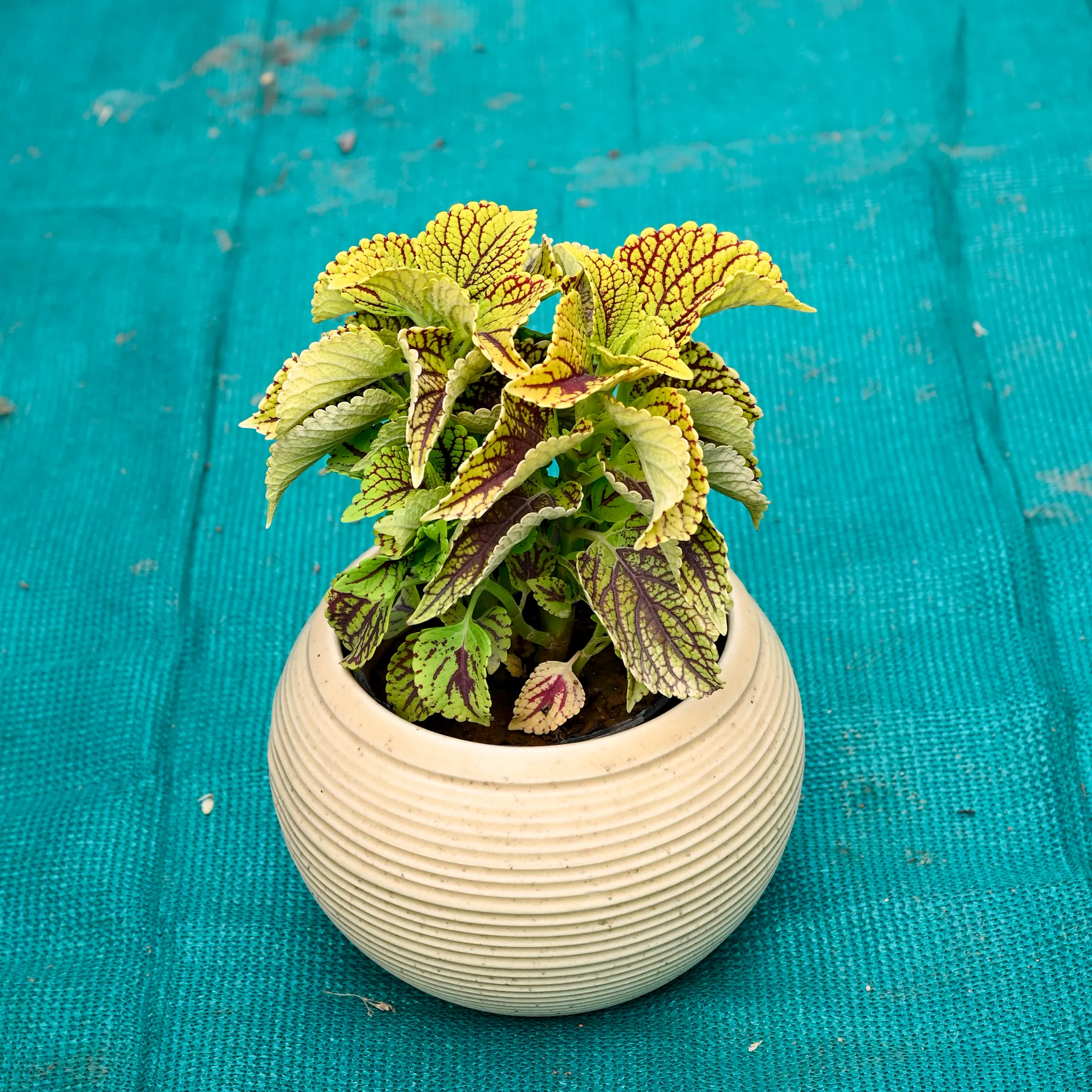Coleus (Any Colour) in 6 Inch Stylish Round Ceramic Pot (Any Colour)