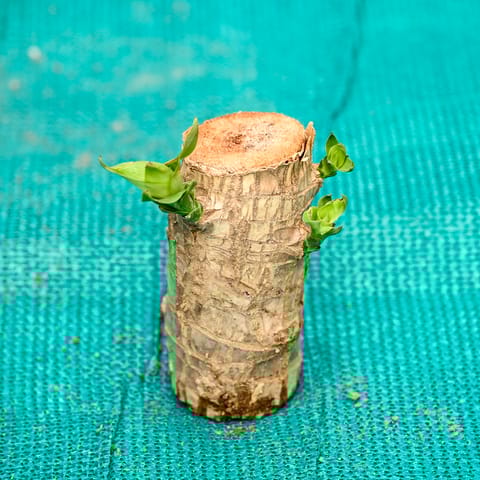 Brazil Wood in 3 Inch Nursery bag
