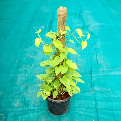 Buy Golden Money Plant in 8 Inch Nursery Pot Online | Urvann.com