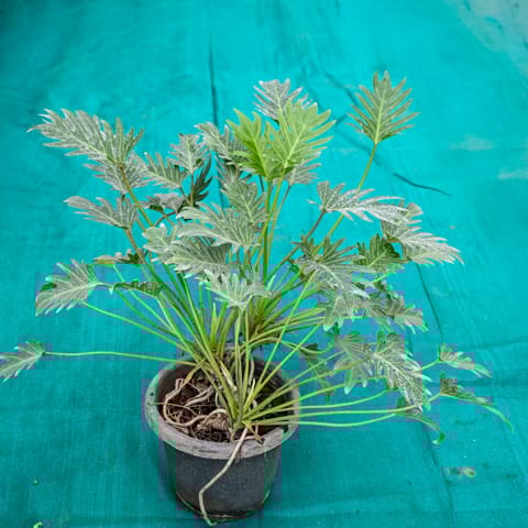 Xanadu Green in 10 Inch Nursery Pot