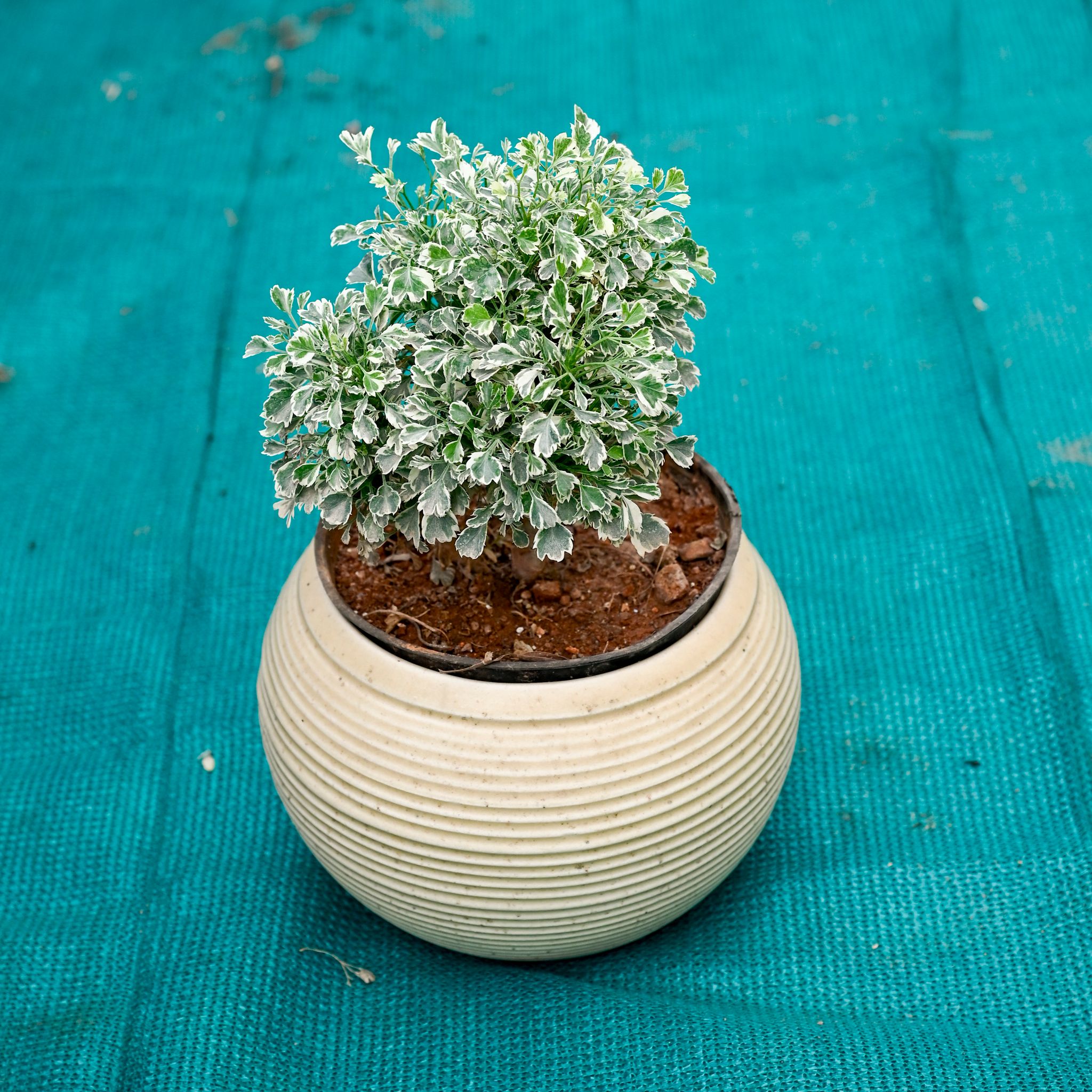 Aralia in 6 Inch Stylish Round Ceramic Pot (Any Colour)