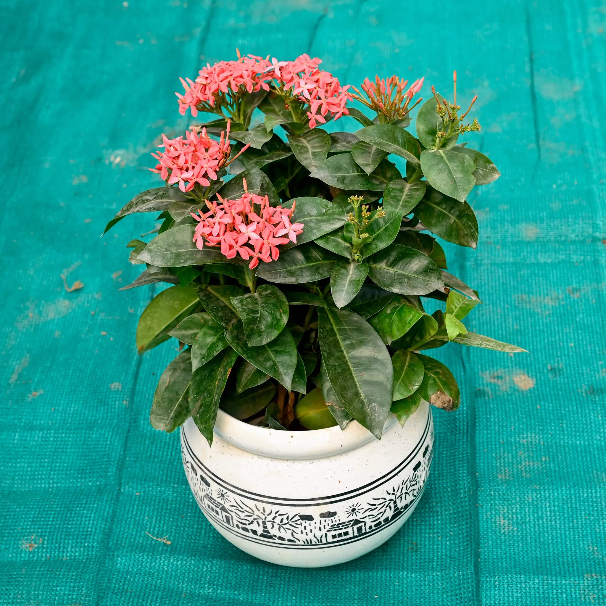 Ixora Pink in 7 Inch Premium Round Ceramic Pot (Any Colour)