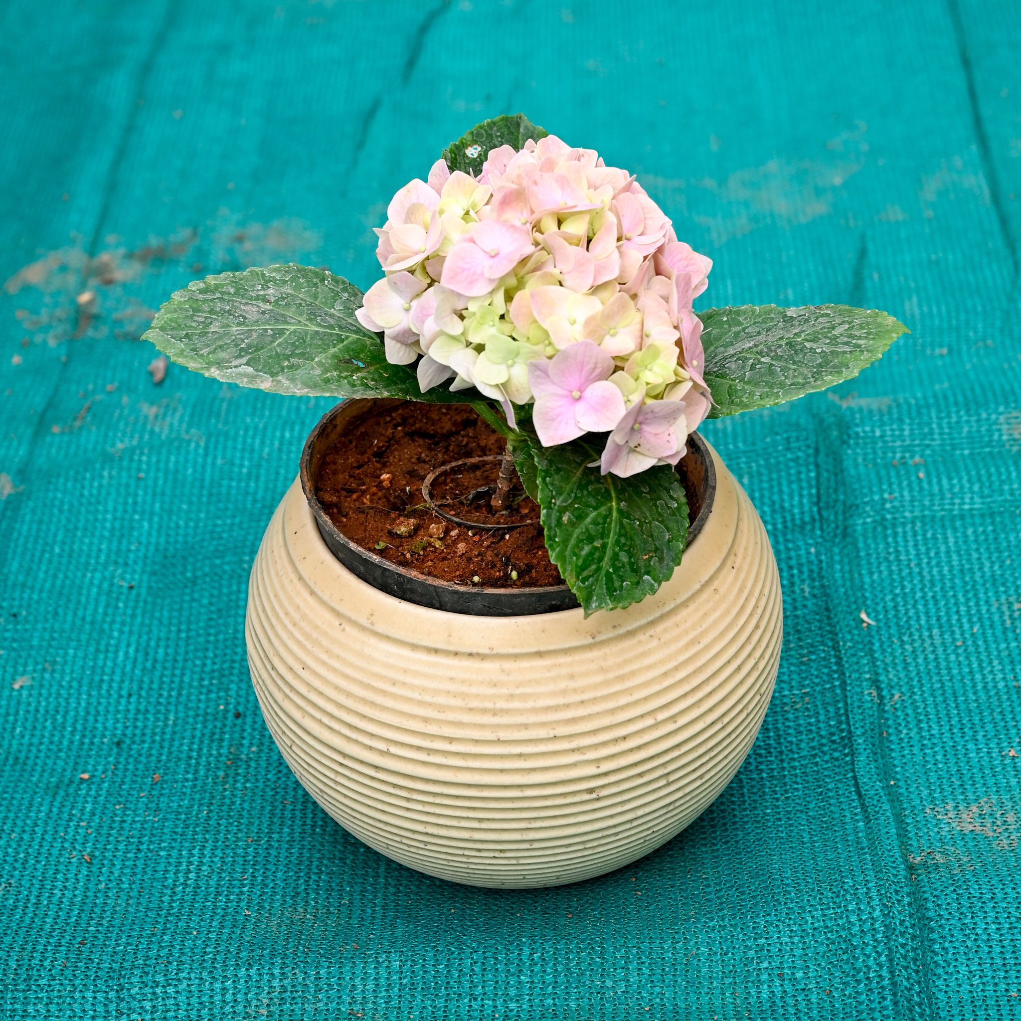 Hydrangea (Any Colour) in 6 Inch Stylish Round Ceramic Pot (Any Colour)