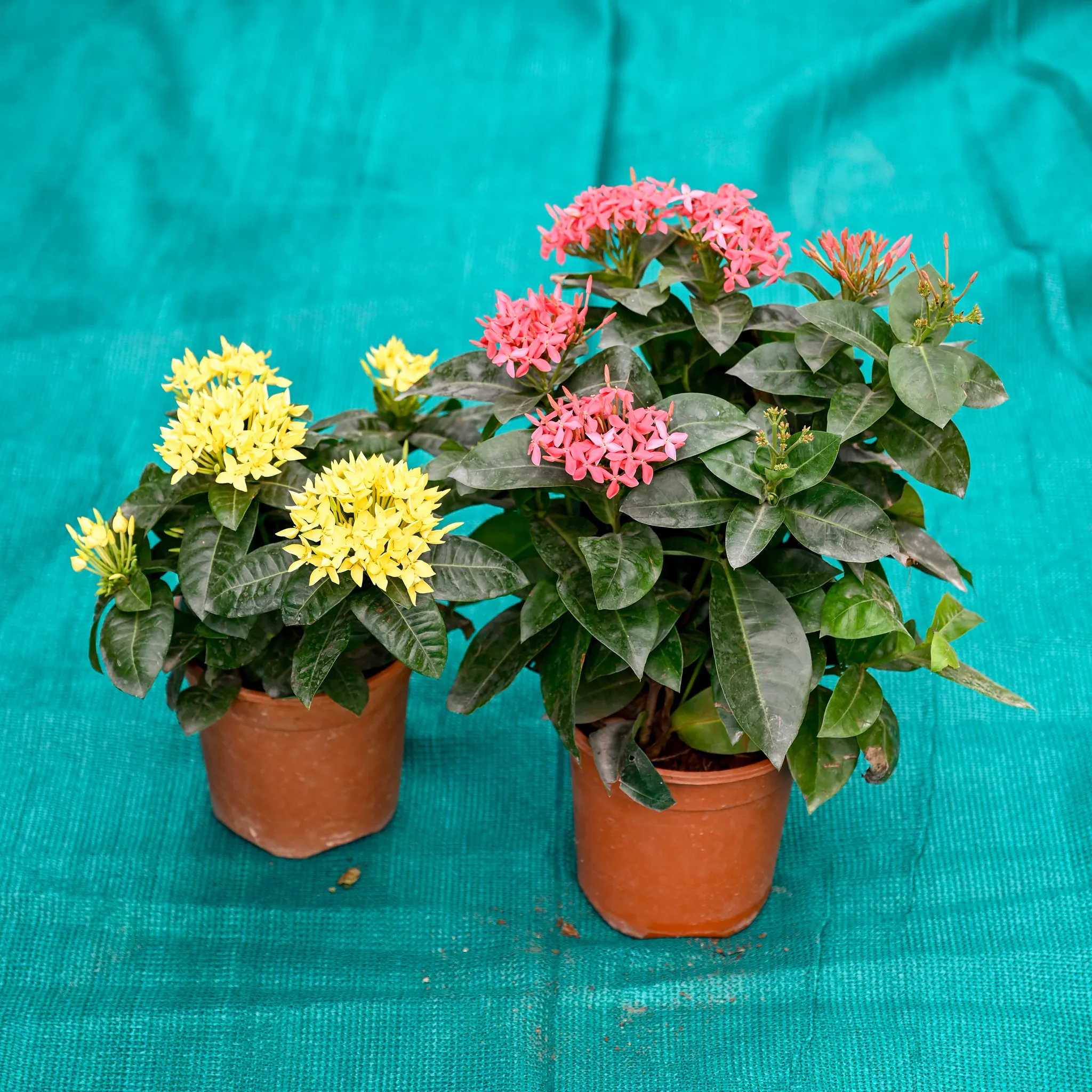 Set of 2 - Ixora Dwarf (Any Colour) in 5 Inch Nursery Pot