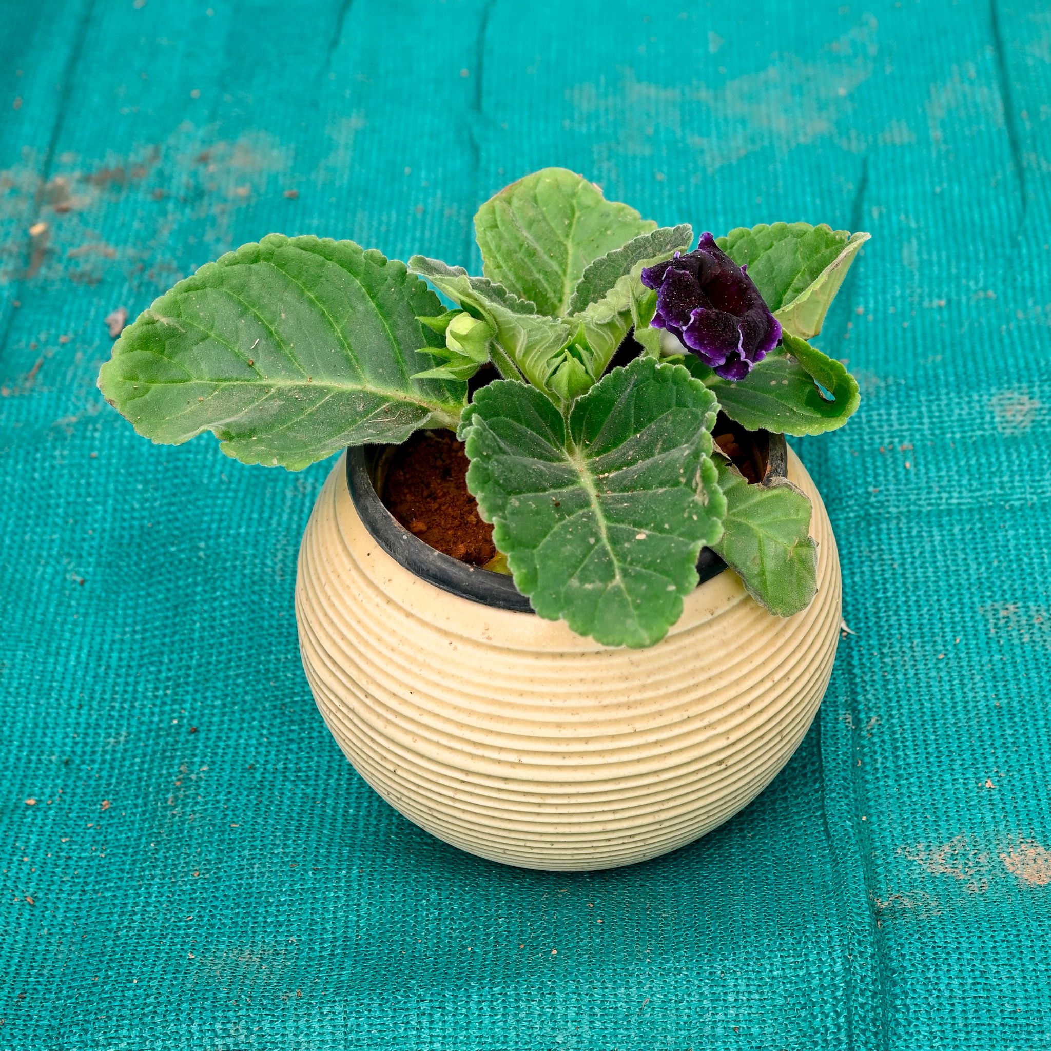 Gloxinia (Any Colour) in 6 Inch Stylish Round Ceramic Pot (Any Colour)