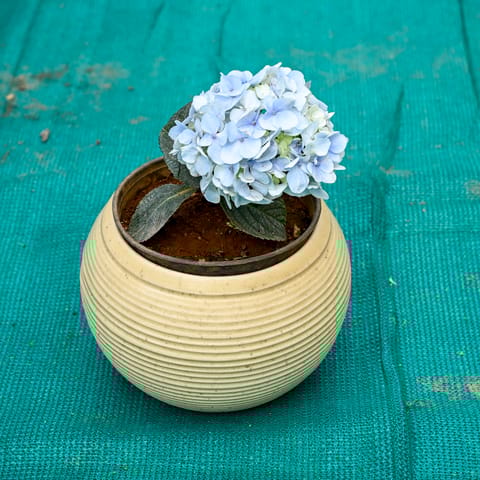 Hydrangea (Any Colour) in 6 Inch Stylish Round Ceramic Pot (Any Colour)