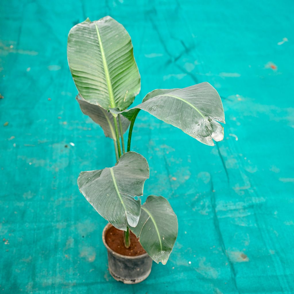 Buy Bird of Paradise in 5 Inch Nursery Pot Online | Urvann.com Bird of Paradise in 5 Inch Nursery Pot