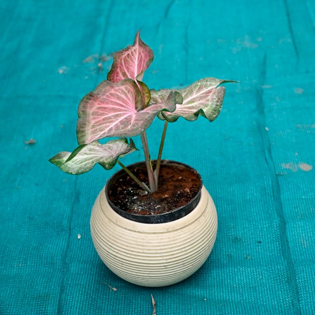 Caladium / Heart Of Jesus in 6 Inch Stylish Round Ceramic Pot (Any Colour)