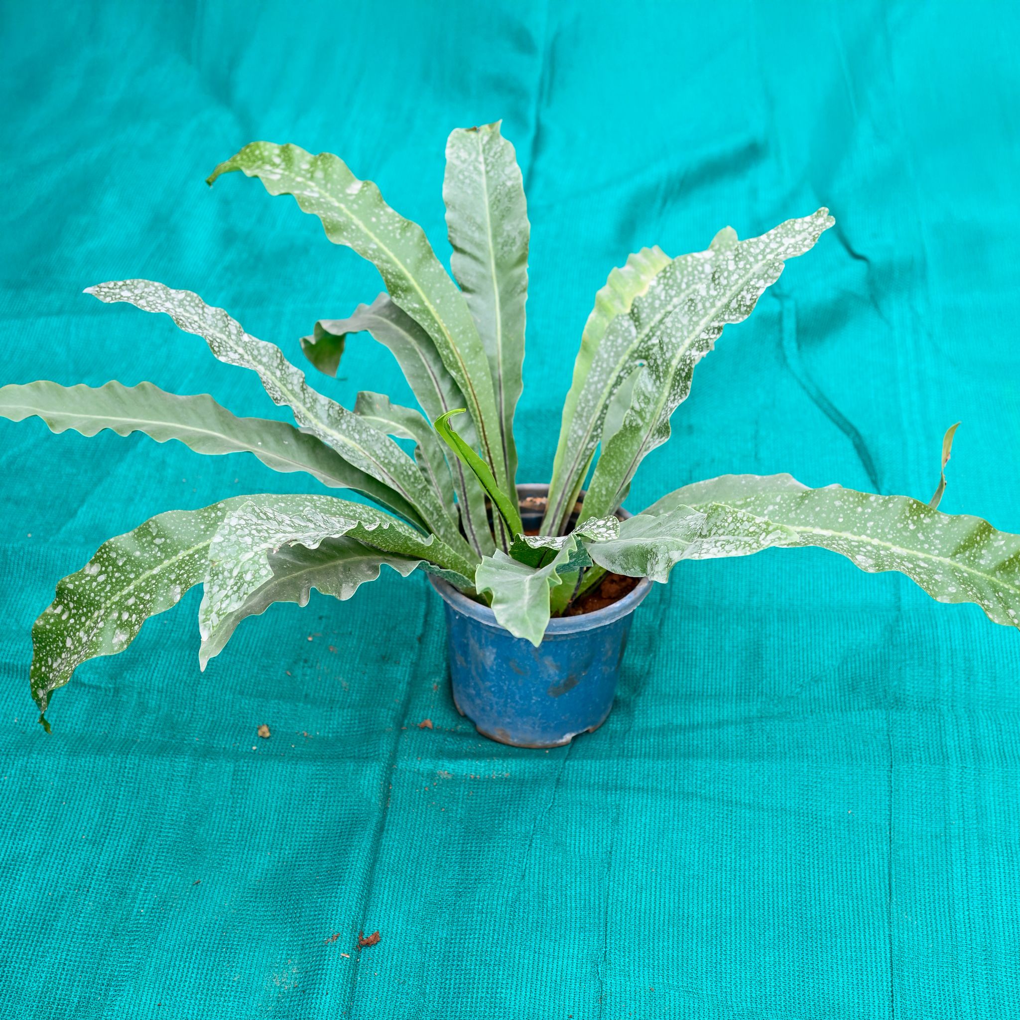 Bird Nest Fern in 7 Inch Nursery Pot