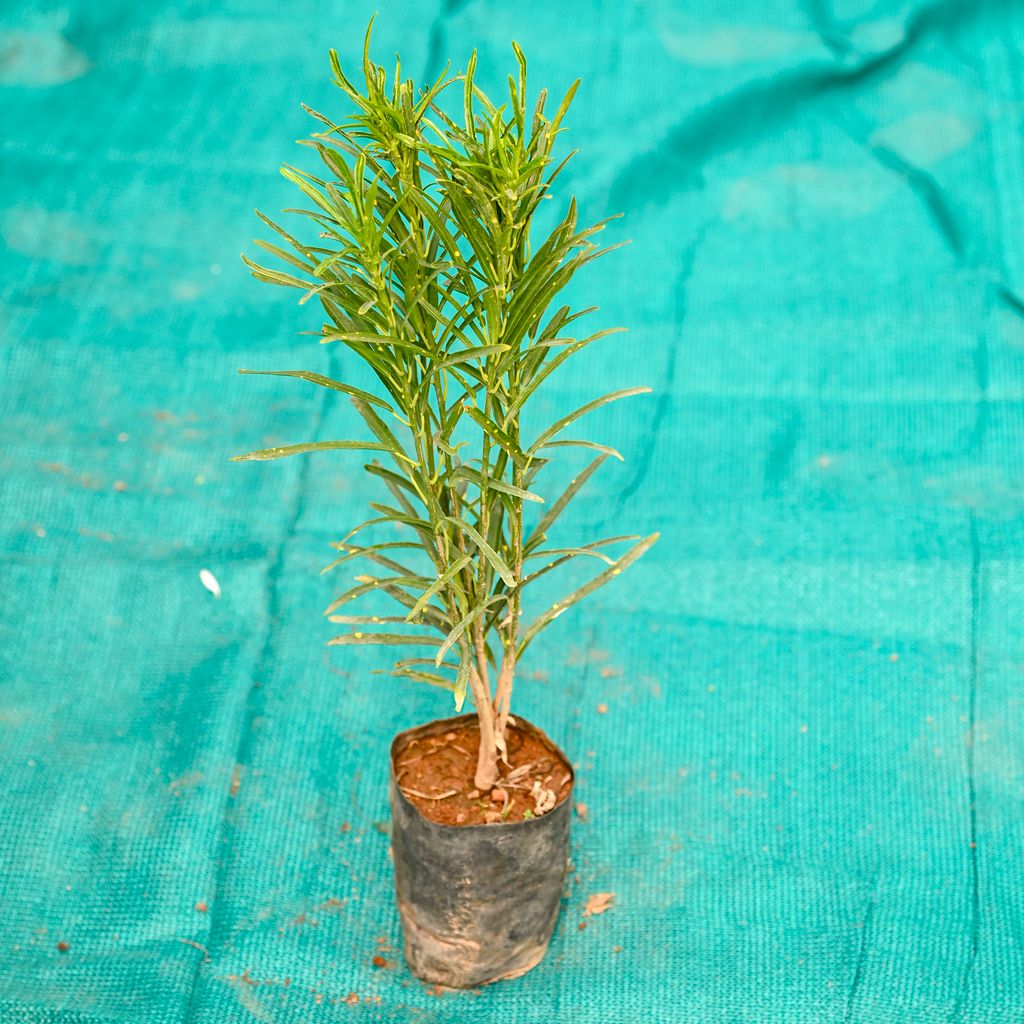 Buy Baby Croton Green in 4 Inch Nursery bag Online | Urvann.com Baby Croton Green in 4 Inch Nursery bag