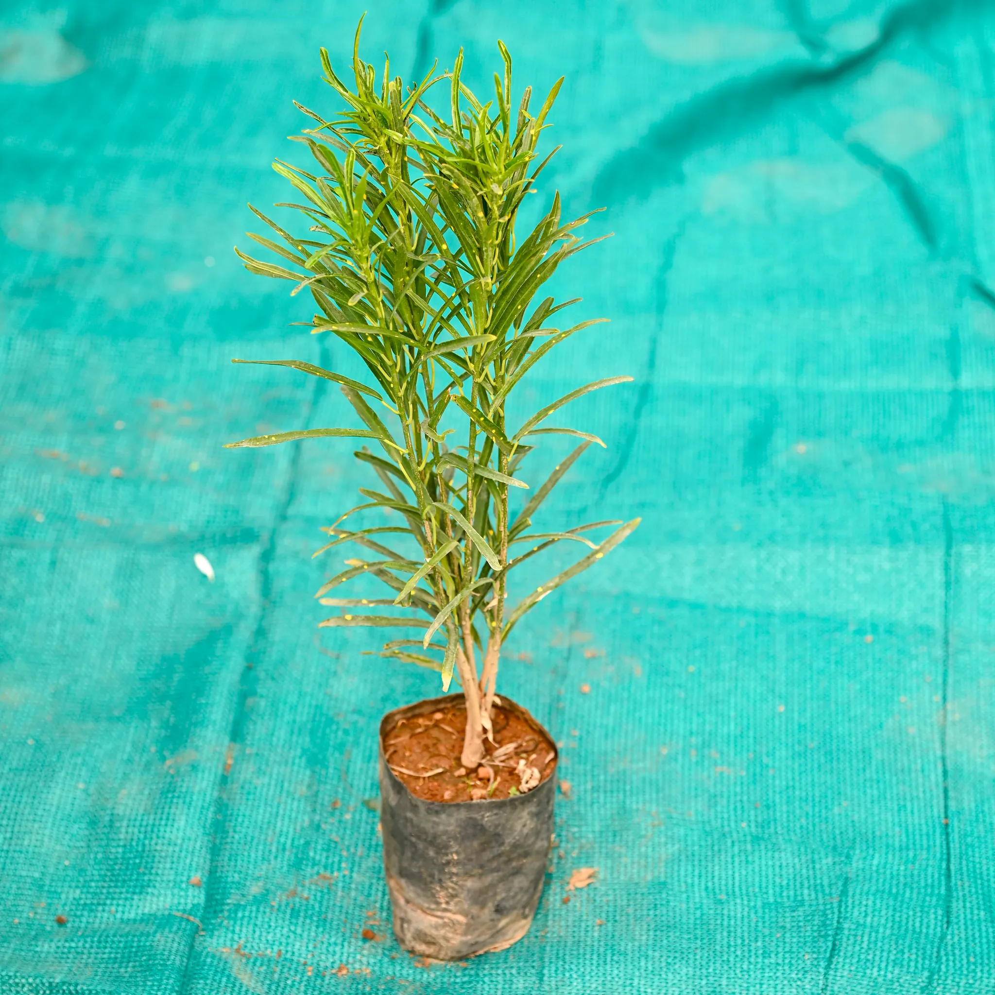 Baby Croton Green in 4 Inch Nursery bag