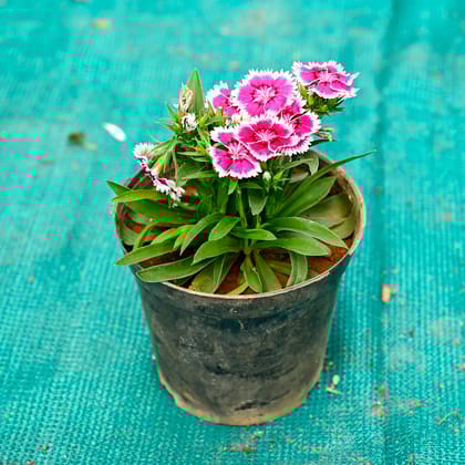 Buy Dianthus (Any Colour) in 5 Inch Nursery Pot Online | Urvann.com