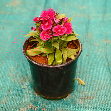 Buy Dianthus (Any Colour) in 5 Inch Nursery Pot Online | Urvann.com