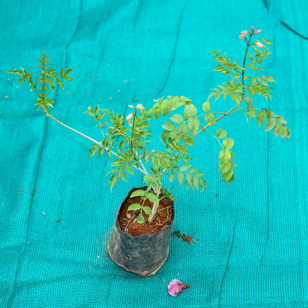 Buy Tecoma Rosea in 4 Inch Nursery bag Online | Urvann.com Tecoma (Any Colour) in 4 Inch Nursery bag