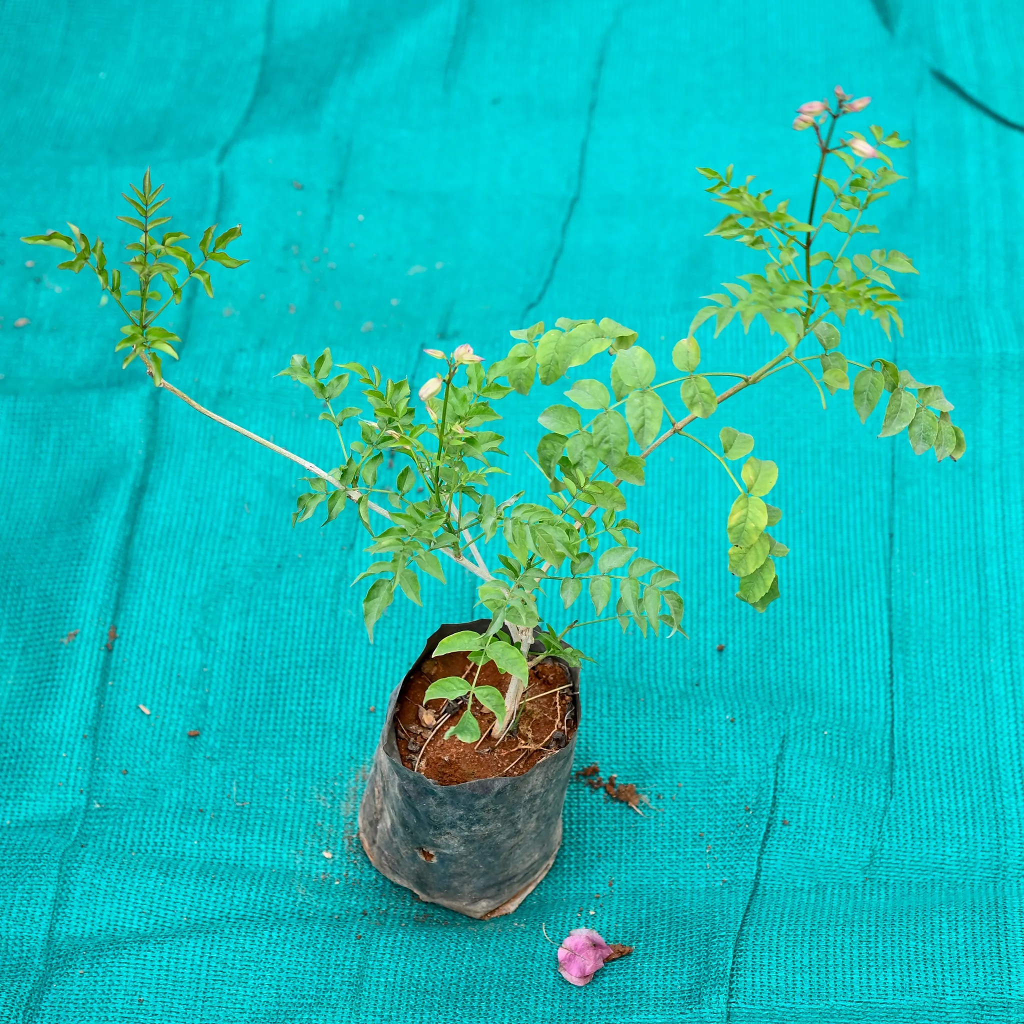 Tecoma (Any Colour) in 4 Inch Nursery bag