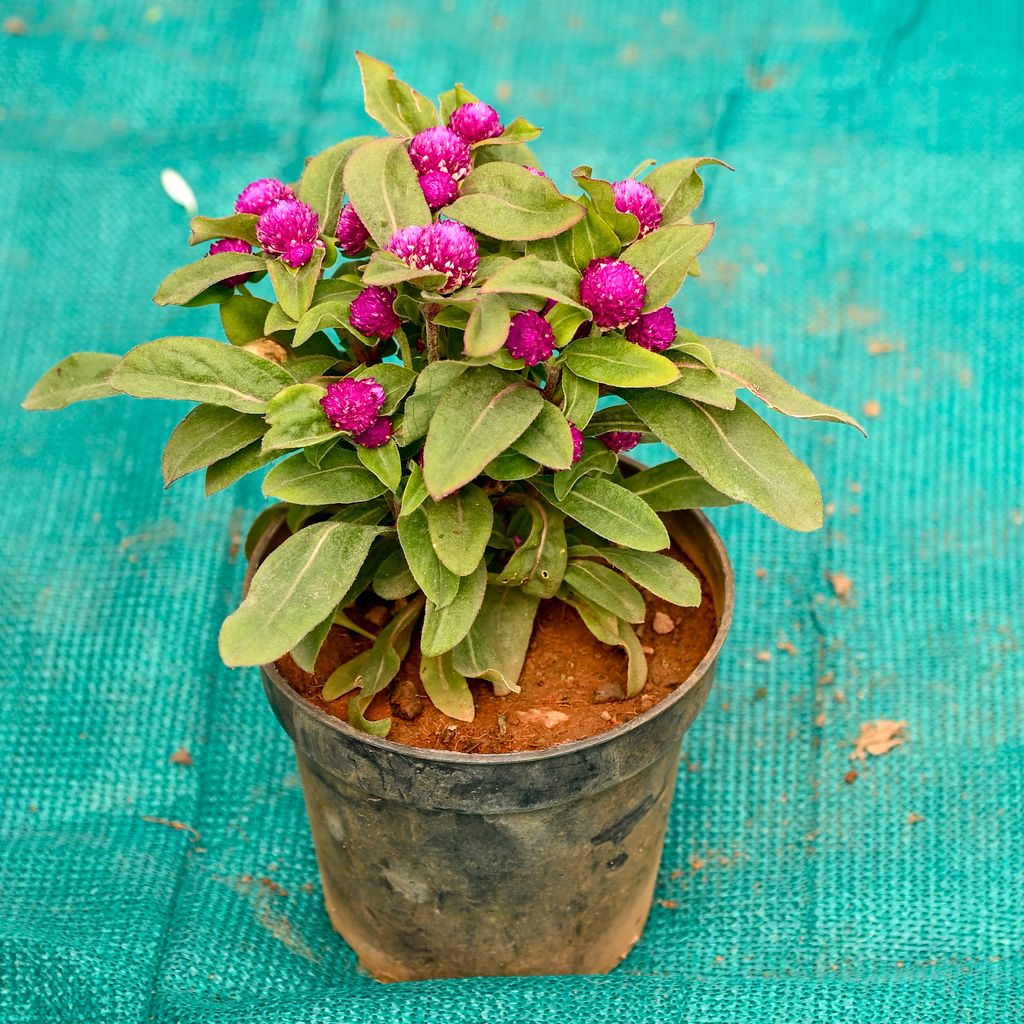 Buy Gomphrena (Any Colour) in 5 Inch Nursery Pot Online | Urvann.com Gomphrena (Any Colour) in 5 Inch Nursery Pot