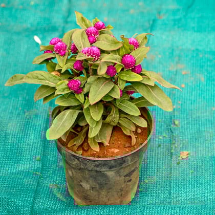 Buy Gomphrena (Any Colour) in 5 Inch Nursery Pot Online | Urvann.com