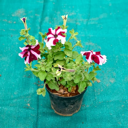 Buy Petunia (Any Colour) in 5 Inch Nursery Pot Online | Urvann.com