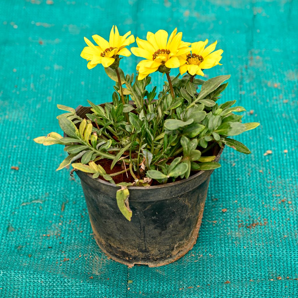 Buy Gazania (Any Colour) in 5 Inch Nursery Pot Online | Urvann.com Gazania (Any Colour) in 5 Inch Nursery Pot