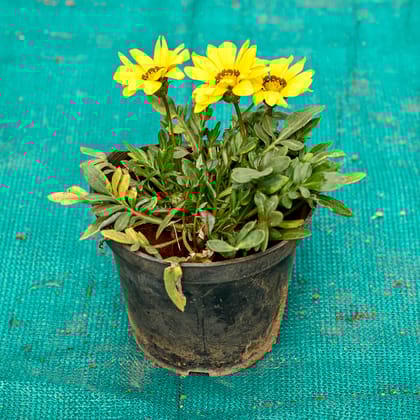 Buy Gazania (Any Colour) in 5 Inch Nursery Pot Online | Urvann.com