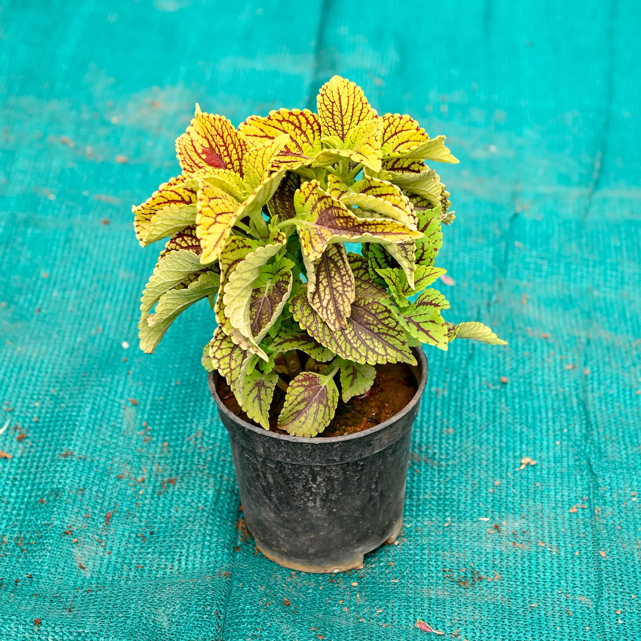 Coleus (Any Colour) in 5 Inch Nursery Pot