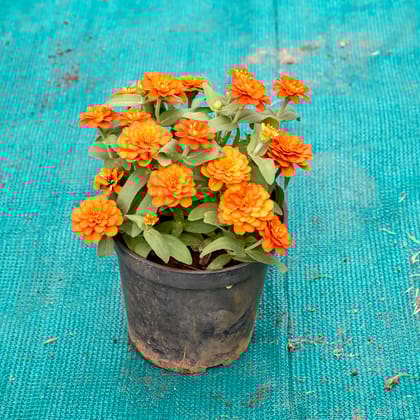 Buy Zinnia (Any Colour) in 5 Inch Nursery Pot Online | Urvann.com