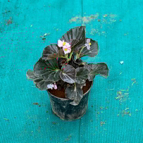 Begnonia any colour in 4 Inch Nursery Pot