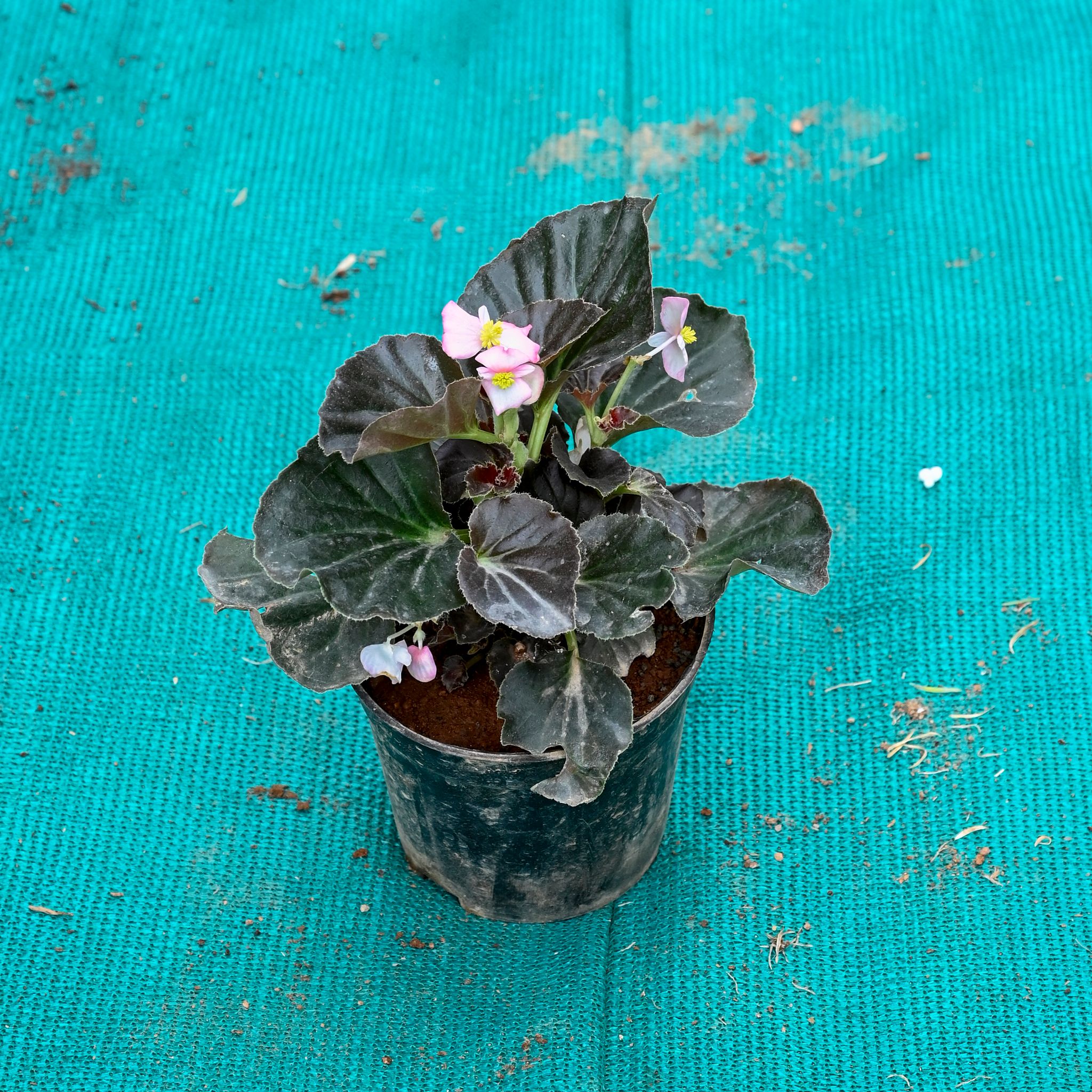 Begnonia any colour in 4 Inch Nursery Pot